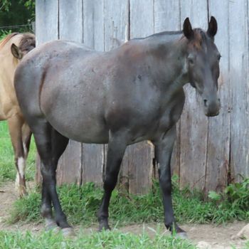 Vision's Blue Delight aka Bella
