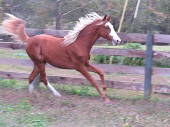 SCF Merry Boy's BOLD SUN X Gentlemans Wicked Lady 2015 Colt
