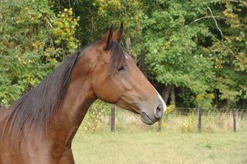 Belle is a granddaughter of Threats Supreme A. 1979 WGC Belle was bred on foal heat to Slim for a May 2010 foal..
