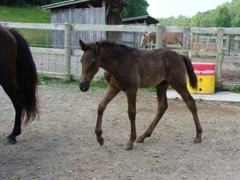 Dam: Joe's Annie Colt 5-2-09.
