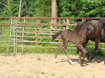 Dam: Joe's Annie Filly 4-25-10
