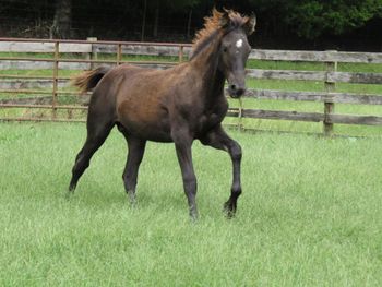 He's Ebony And Ivory X SCF Merry Boyk's Dream 2018 Colt
