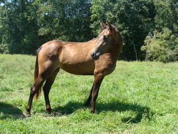 Skywalkers Ivory Find X Threat's Southern Dream, 2008 filly, Skywalkers Dream Threat. Congrats to Lauren of Evergreen, CO!! A super nice filly!
