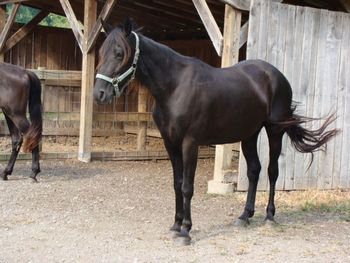 Charger's Pushin Fame 9
TWH
Congratulations to Angela Zamora Taylor of Houston, TX on the purchase of this fine mare!
