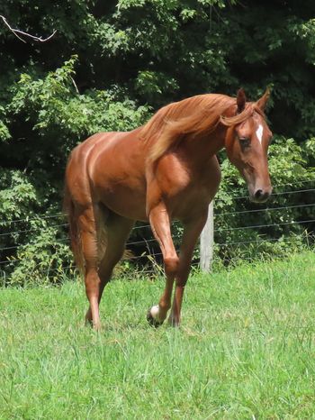 Go Boy's Midnight Gypsy aka Gypsy
