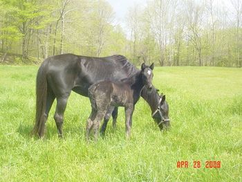 Charger's Pushin Fame 9 and '08 foal, Pushin Midnite Fame
