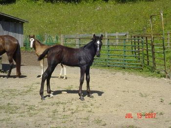 Proud Truth X Donna's Midnight Delight 2007 colt. Another Shade Of Genius Congratulations to Bonnie Thompson of Worthington, IN! Keep your eye's open for this young grey stallion! Bonnie plans to stand him at stud.
