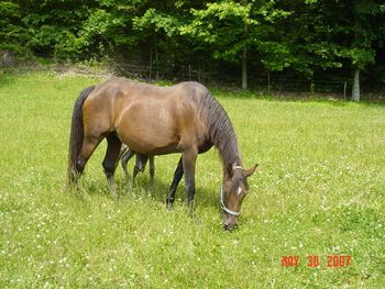 Threat Supreme Dream
TWH
Congrats to the Edwards of Idaho, on the purchase of this fine mare.
