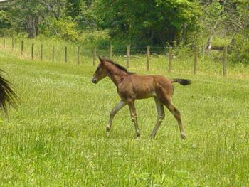 Cocoa's Gold X Pride's Stroke Of Midnite 2006 Colt,
 Raywick, KY.
