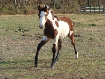He's Ebony And Ivory X Eb's Midnight Baby 2010 Filly Eb's Stroke Of Moonlight Congrats to Keith and Angela Hayes of Wartrace, TN on this gorgeous filly!
