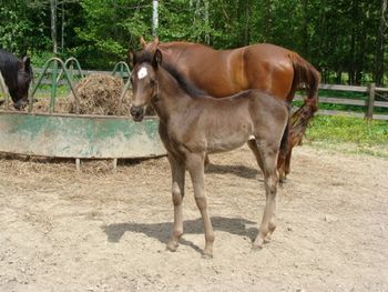 Dam: Reflection Of Red Mark Filly 4-26-09
