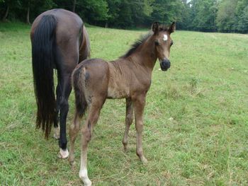 Dam: Reflection Of Red Mark Colt 7-5-10.
