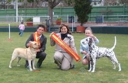 Claire judging the Victorian Finals of the Pedigree Handlers competition.
