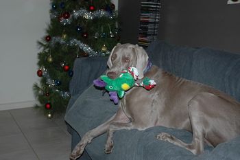 'Riley Smith' enjoying his Christmas present
