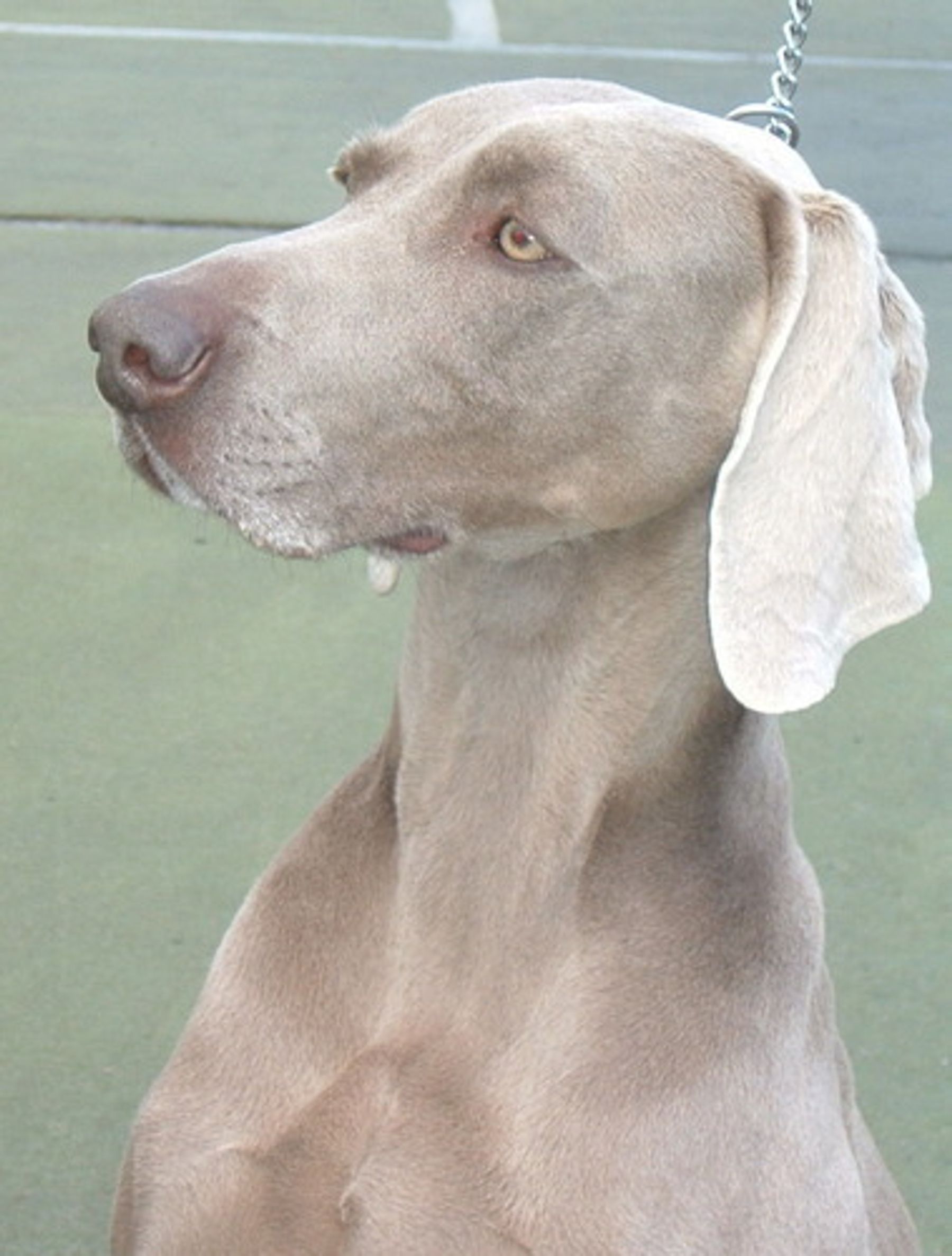 Grey velvet hot sale weimaraner