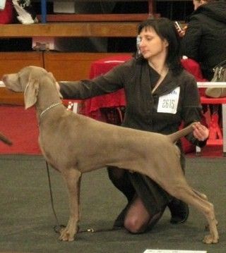 CH BELORUSSIAN JUNIOR CHAMPION Waldwiese Willy Good Dog (EXP POLAND)
