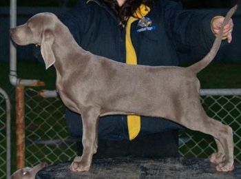 Waldwiese Willy Good Dog (EXP POLAND)
