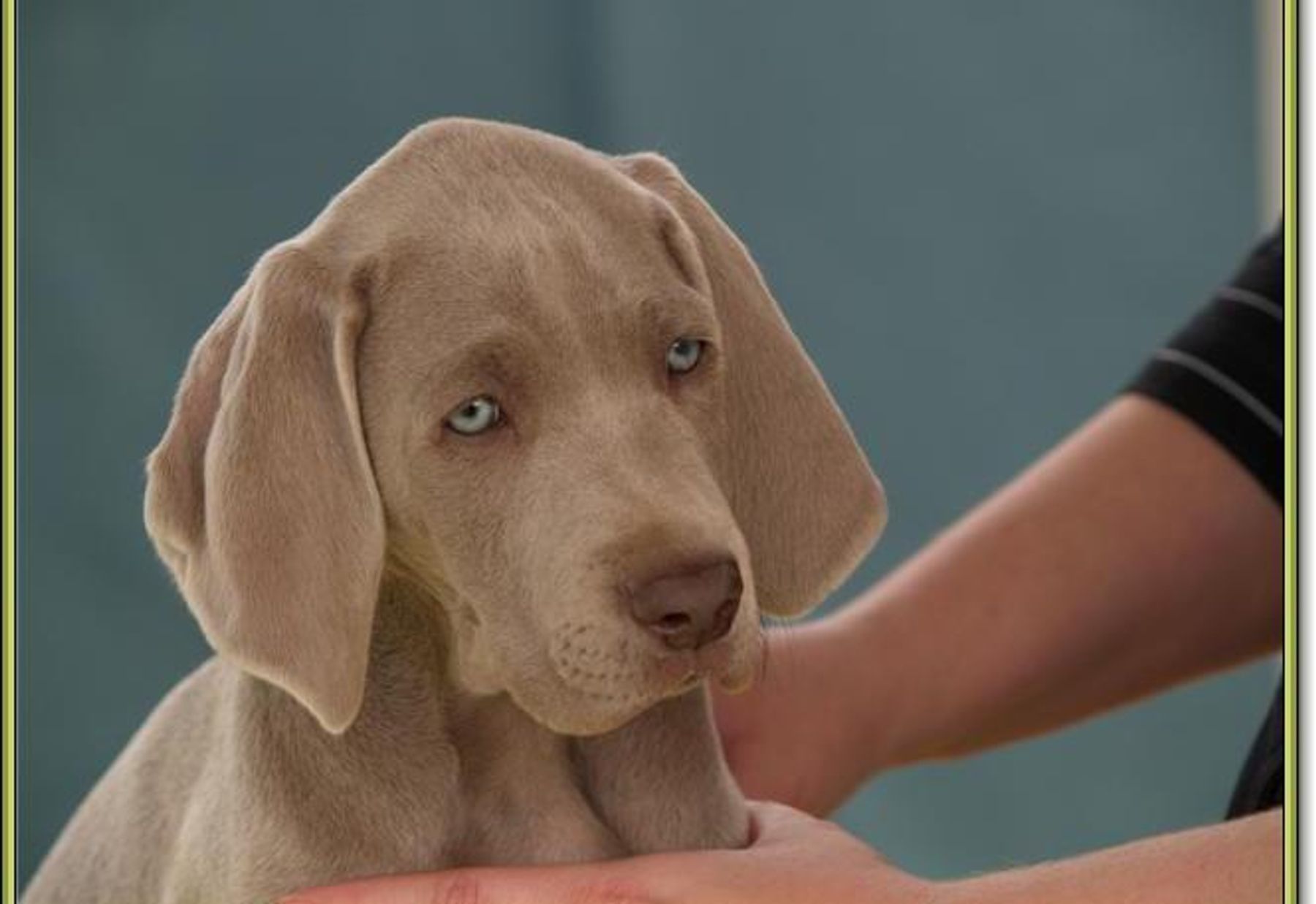 Argento 2024 vivo weimaraner