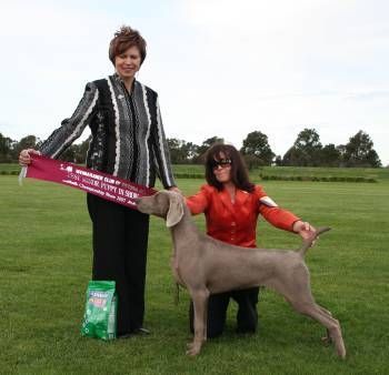 Lois judging the Weimaraner Club of Victoria Championship show 2007
