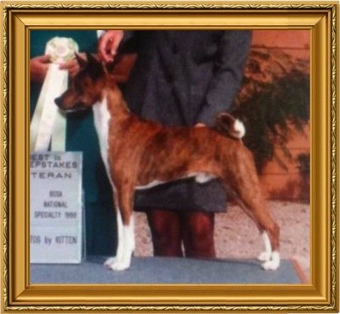 Zindika basenjis hot sale