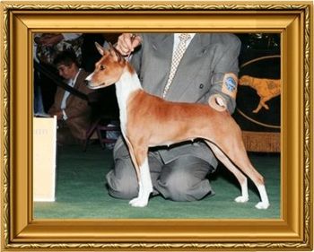 Pickwick basenjis hot sale