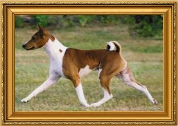 Pickwick basenjis store