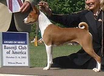 Meisterhaus basenjis sales