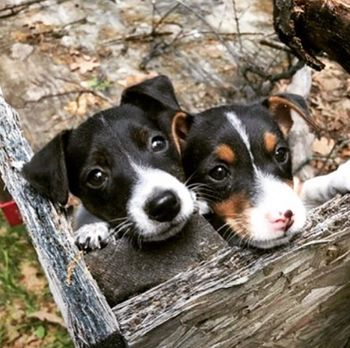 COOPER & ALICE AS PUPS
