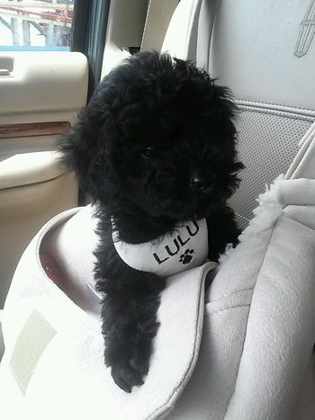 LuLu on her way to meet her new Mommy

