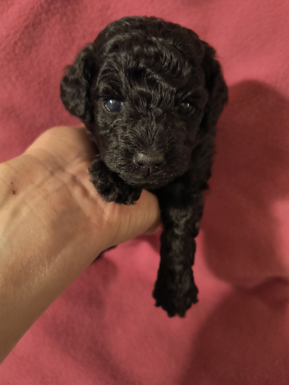 Baby toy outlet poodles for sale