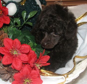 Chocolate Brown Savannah Puppy
