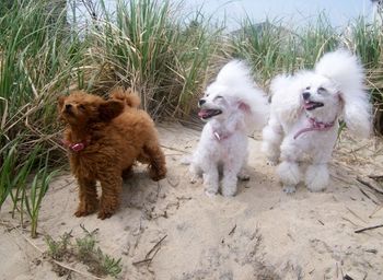 Macey blowin in the wind, Jessica & Holly
