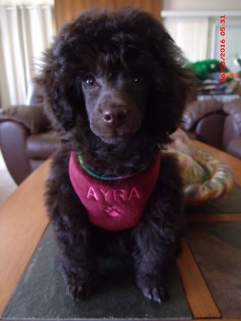 Ayra wearing her Vest Harness
