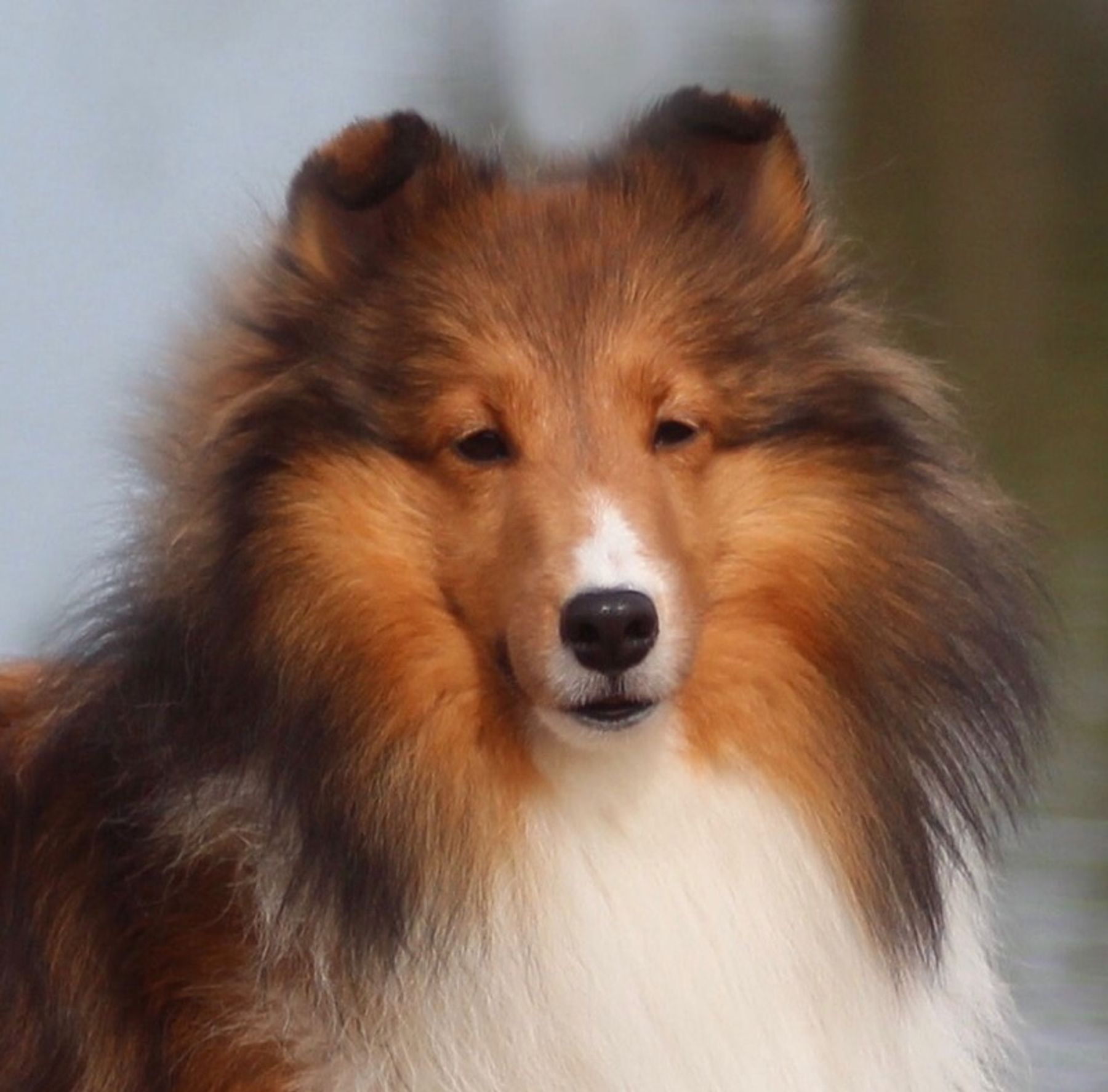 Arenray shelties hot sale