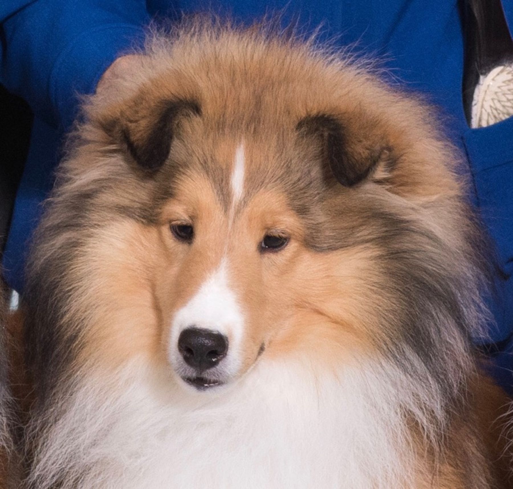 Wistwin shelties best sale