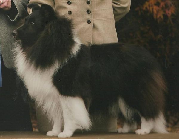 Marshland shelties hot sale