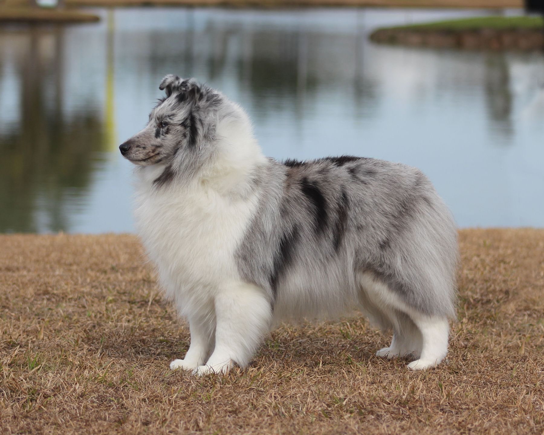 Laurendel shelties sale