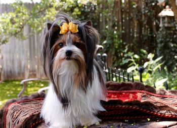 Pretty LuLu
