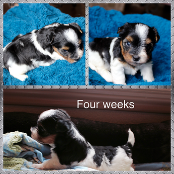 Jagger 4 weeks
