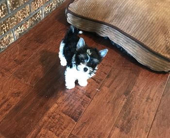 Nick at 9 weeks
