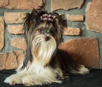 Love Gypsy
