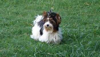 Camus is our new man at Magical Biewers
