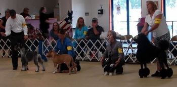 Hutto Reserve Champion
