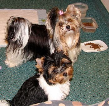 Sidnee & Alley becoming pals
