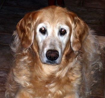 Jamie's first love "Libby" we lost her at the young age of 17. She will forever be in our hearts,.

