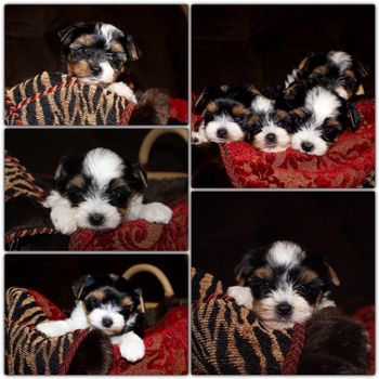 Just too cute!
