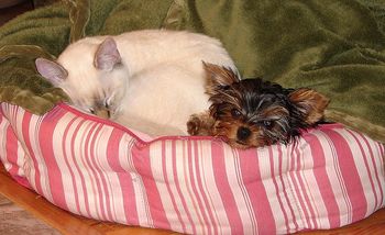 Poker and Chime were here before the Biewers and they still run the house.
