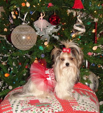 Miss Finlee all dressed up for the holidays

