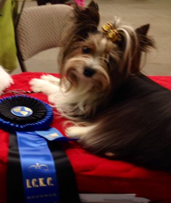 Foster is now an Adult ICKC Champion & A National & International IABCA Champion
