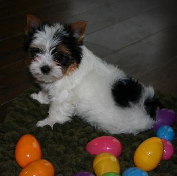 Arie Easter
